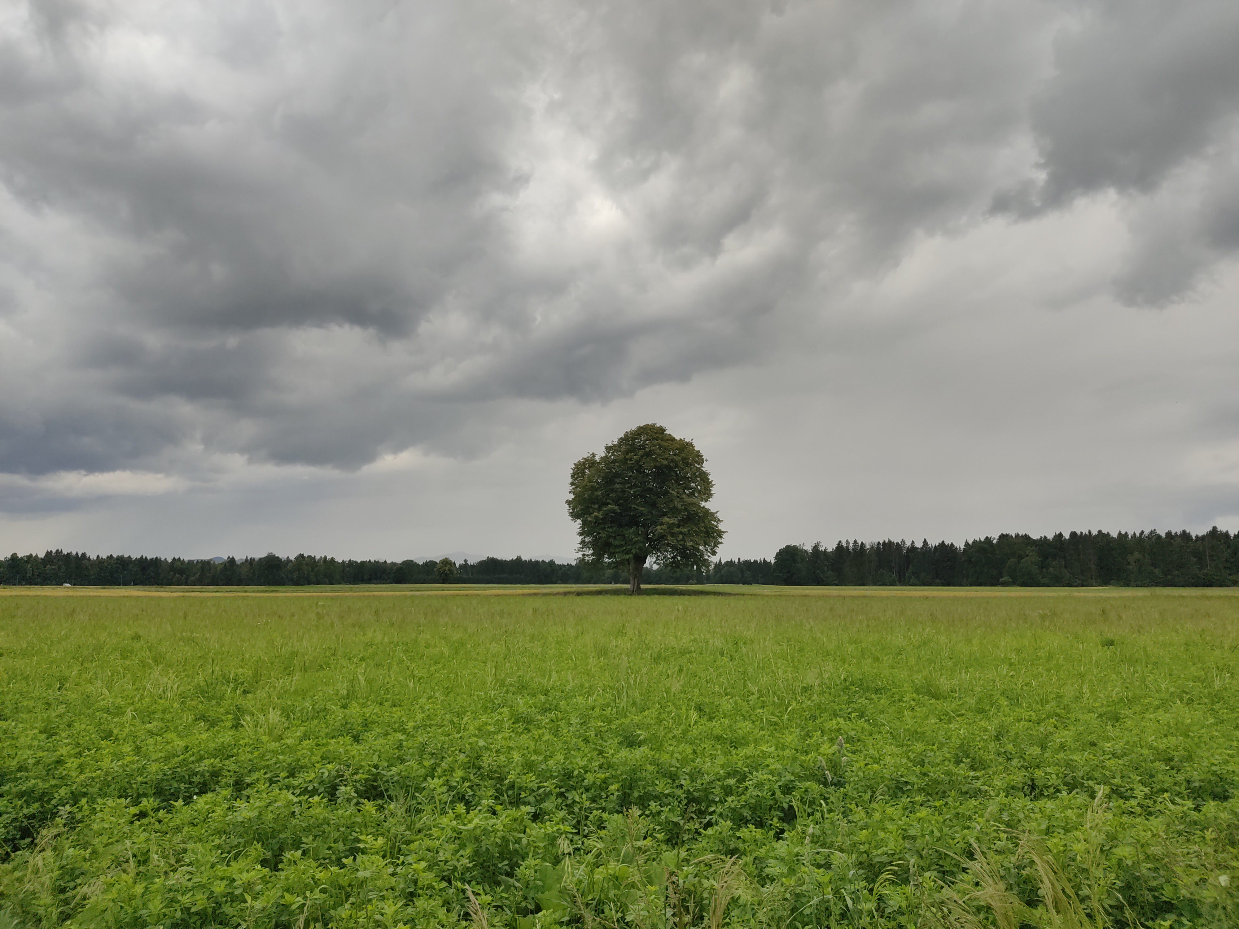 Kmetijsko polje s posameznim drevesom